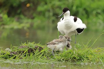 Avocette à bec bigarré sur Rinnie Wijnstra