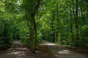 Amsterdam Forest by Peter Bartelings