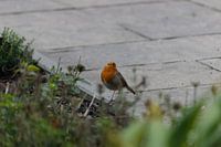 Robins