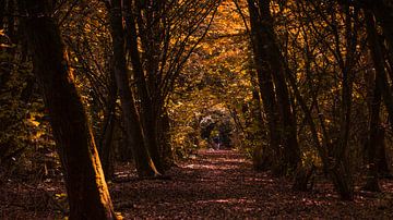 Autumnal forest path