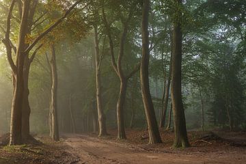 Morgenspaziergang im Wald von Ytje Veenstra