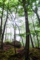fog