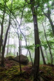 fog by Tim Lee Williams