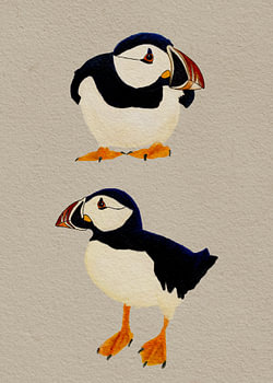 Kleurrijke Papegaaiduikers – Minimalistische Vogelkunst