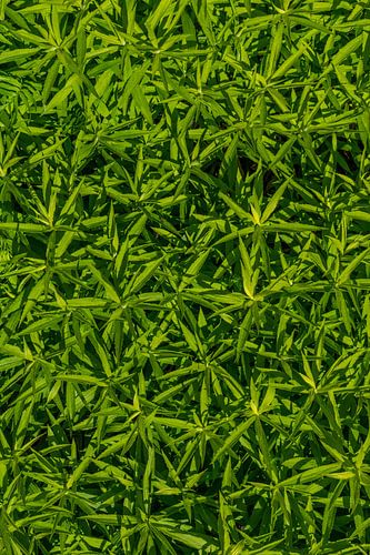 Guldenroede - Solidago - Plantenachtergrondpatroon