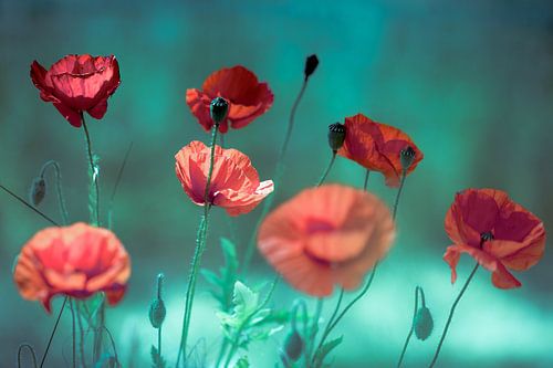 Romantische Mohnblumen