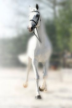 Art4Sale2 no: 0006 Zurich