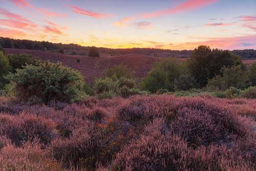 Heath Veluwe - Posbank (Netherlands)