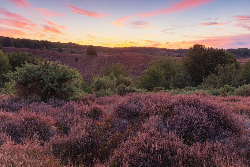 Heath Veluwe - Posbank (Netherlands) by Marcel Kerdijk