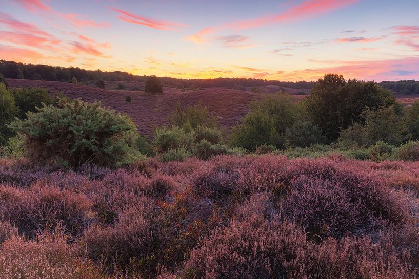 Heide Veluwe - Posbank (Nederland) van Marcel Kerdijk