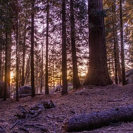 Zonsondergang in Sequoia National Park van Rolan ter Schegget