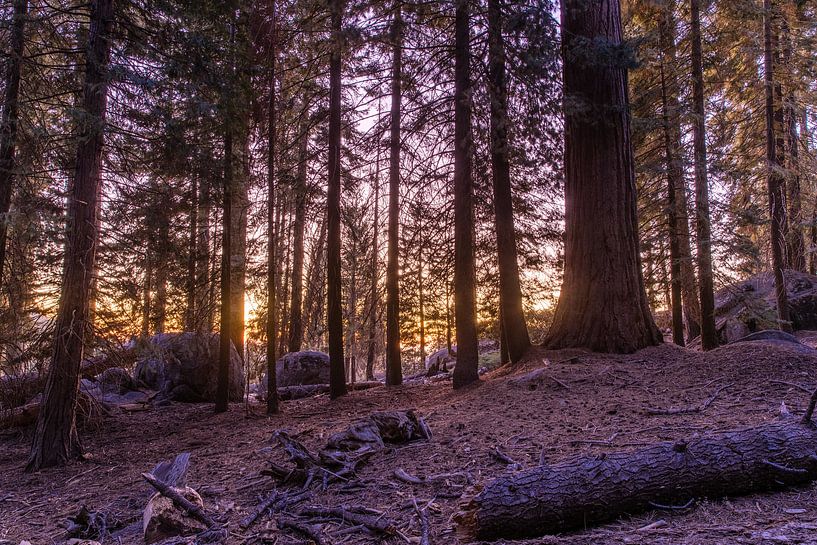 Zonsondergang in Sequoia National Park van Rolan ter Schegget