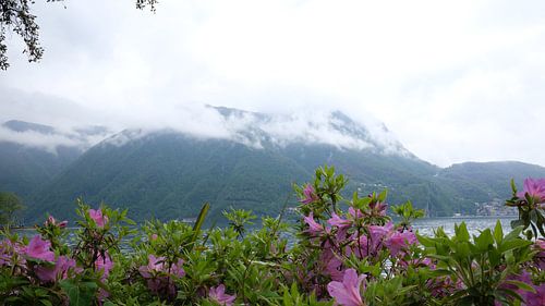 Between flowers and clouds - magic on Lake Lugano
