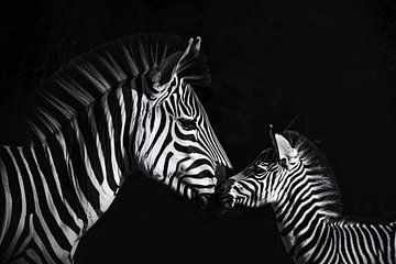 Zebra en jong in zwart-wit foto van De Muurdecoratie