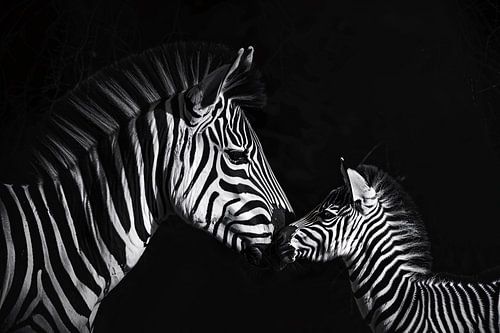 Zebra en jong in zwart-wit foto