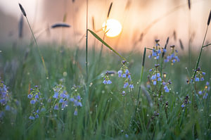 Blumen Teil 117