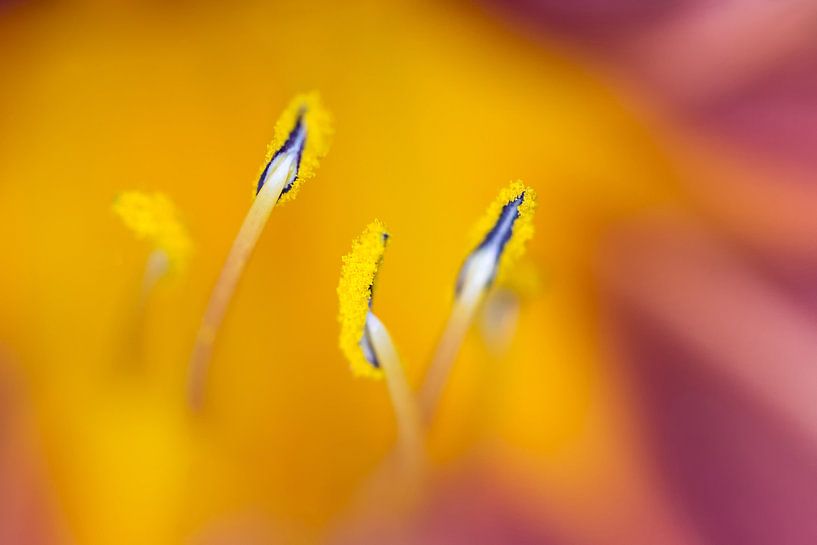 Summer splendor by Sandra Korb