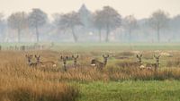 Roe deer
