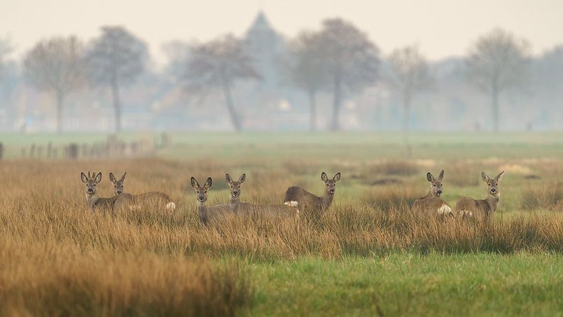 Roe deer by Ton Valk