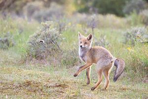 Renard danseur