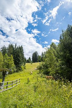 Grazing cows in Austria's countryside by Xander Broekhuizen