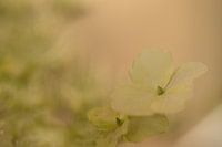 bloemen