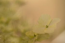 bloemen by Ries IJsseldijk