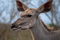 Impala
