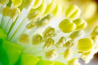 Makro einer Christrosen Blüte von ManfredFotos Miniaturansicht