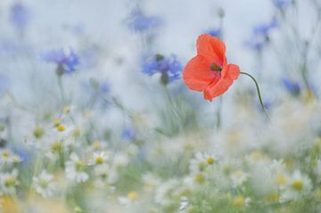 coquelicot sur gj heinhuis