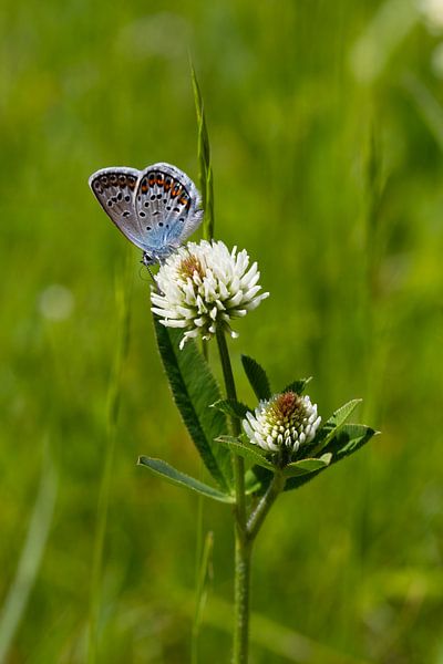The Icarus blue on a clover flower by Jani Moerlands
