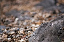 stenen sur Max van Boxel