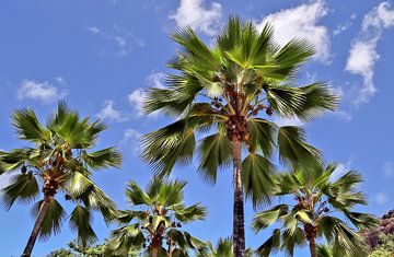 Viele tropische Palmen vor blauem Himmel von MPfoto71