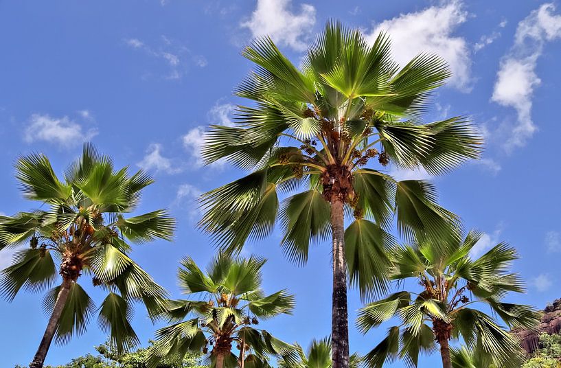 De nombreux palmiers tropicaux dans un ciel bleu par MPfoto71