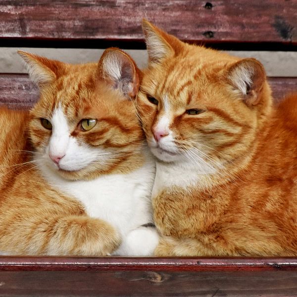 two cats brothers cuddling on the garden bench by Werner Lehmann