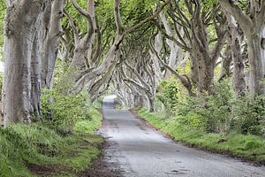 Dark Hedges