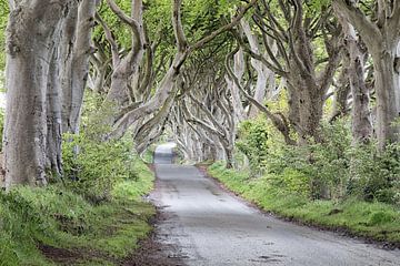 Dark Hedges sur Elly van Veen