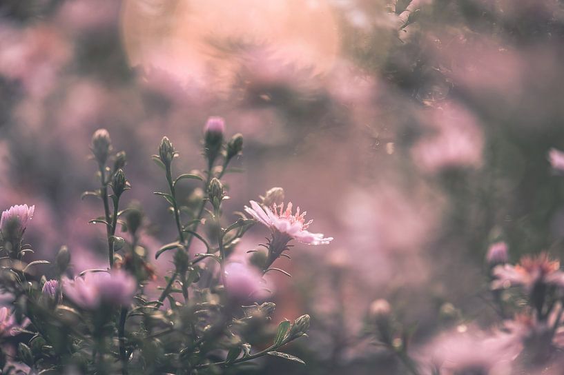 Flowers part 348 by Tania Perneel