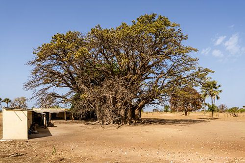 Sénégal ; Le gardien des âges : le baobab sacré de Nianing