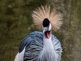 Grijze Kroonkraanvogel : Ouwehands Dierenpark