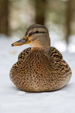 Portrait of a female mallard by Teresa Bauer