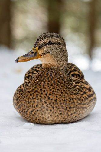Portret van een vrouwelijke wilde eend