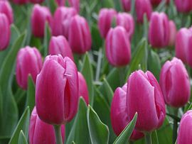 Purple Beauty von Ronald Wakker