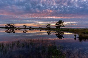 Paysage de la Drenthe