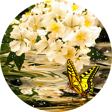 Zwaluwstaart in bloeiend water