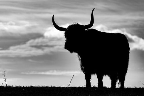 Op wacht (zwart, wit)