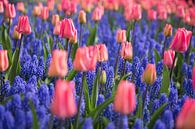 Tulpen liefde tussen de lavendels von Dexter Reijsmeijer Miniaturansicht