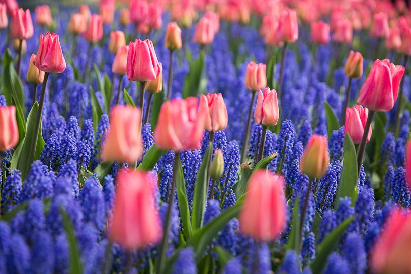 Tulpen liefde tussen de lavendels van Dexter Reijsmeijer