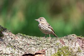 Thrush in the woods of Lemele by Merijn Loch