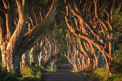 Donkere Hedges in Noord-Ierland in het ochtendlicht